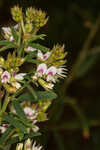 Narrowleaf lespedeza